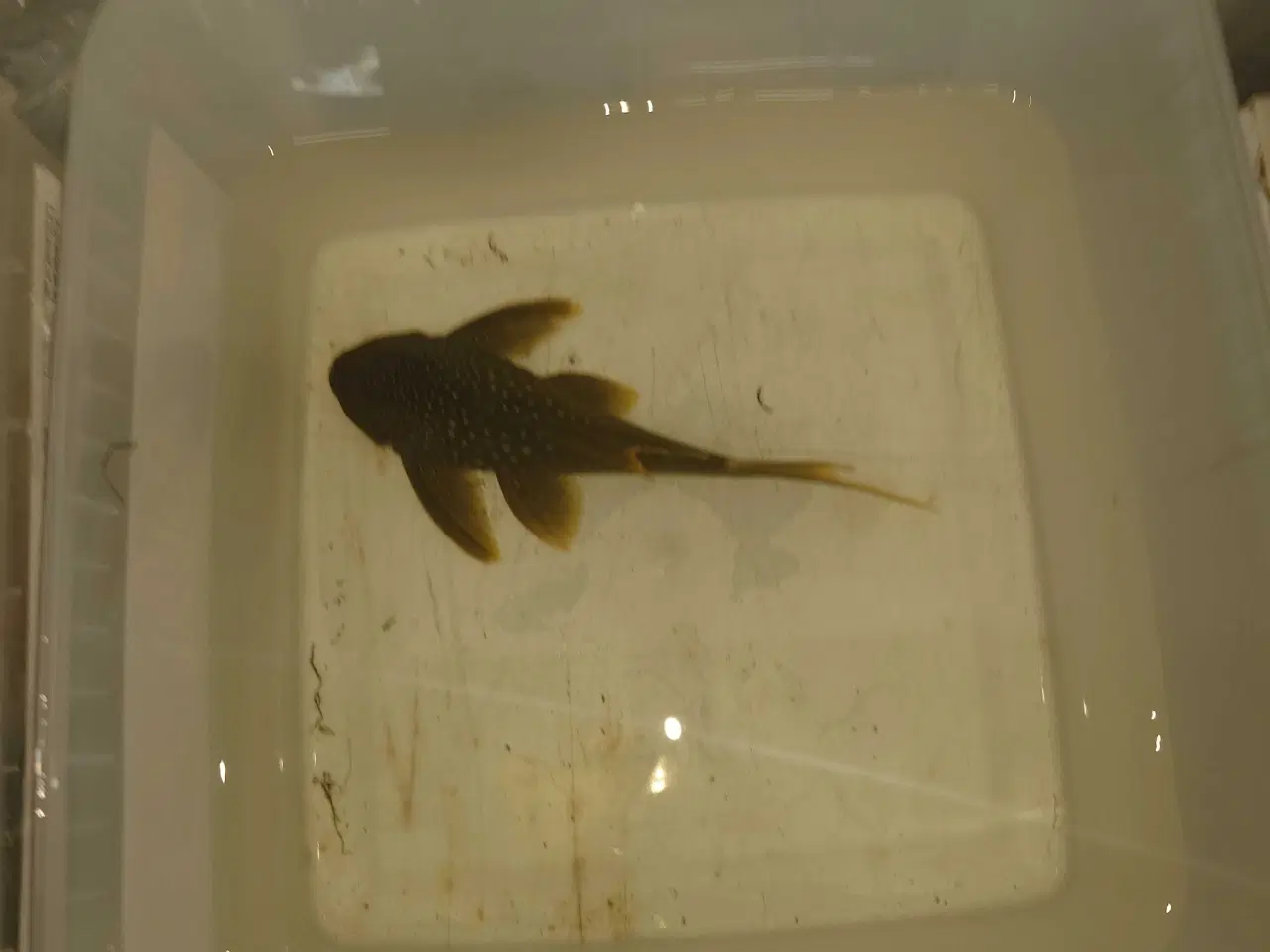 Billede 5 - L200 High finn ca. 14-15 cm 