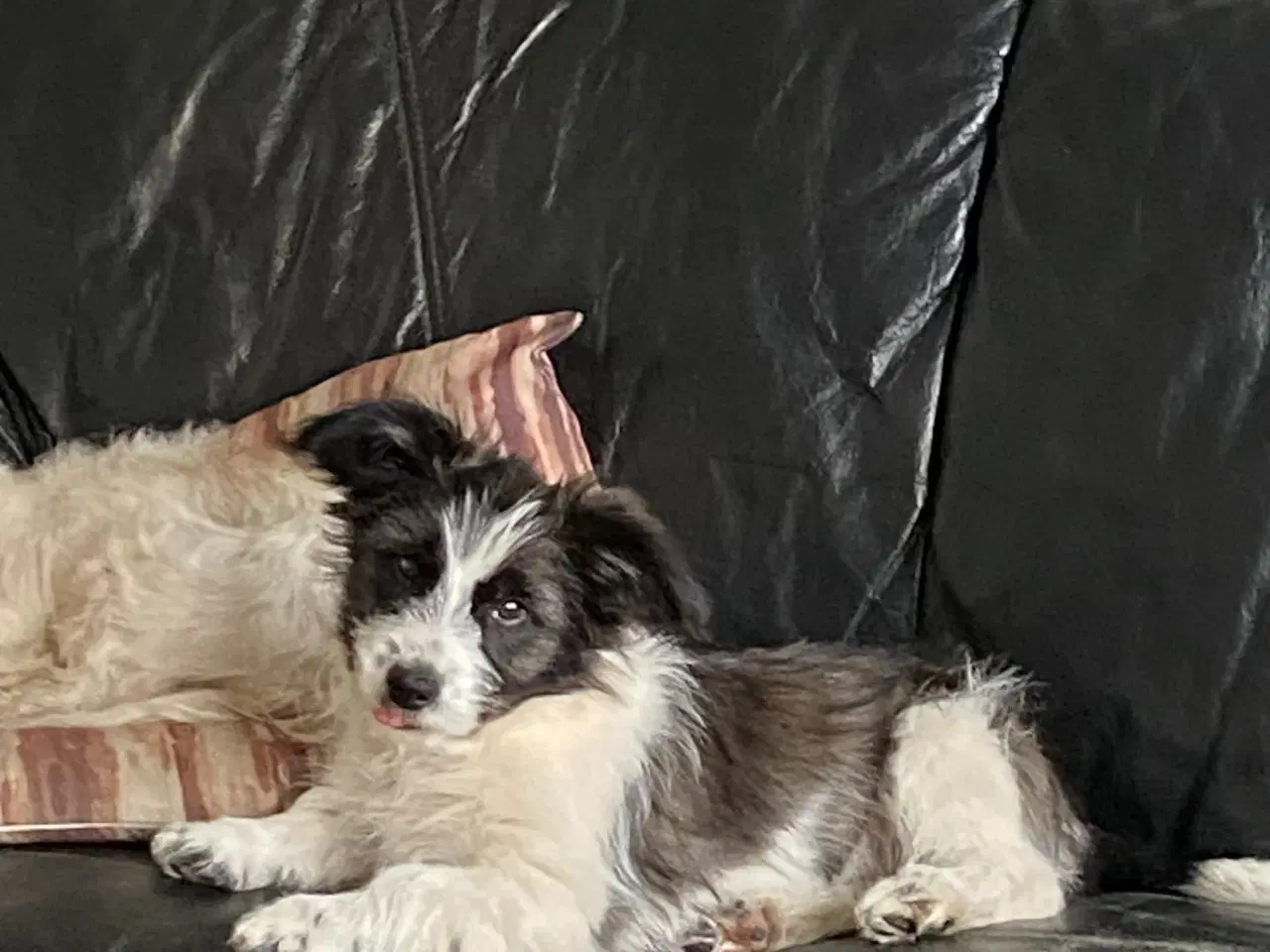 Billede 2 - Livsglad hundehvalp