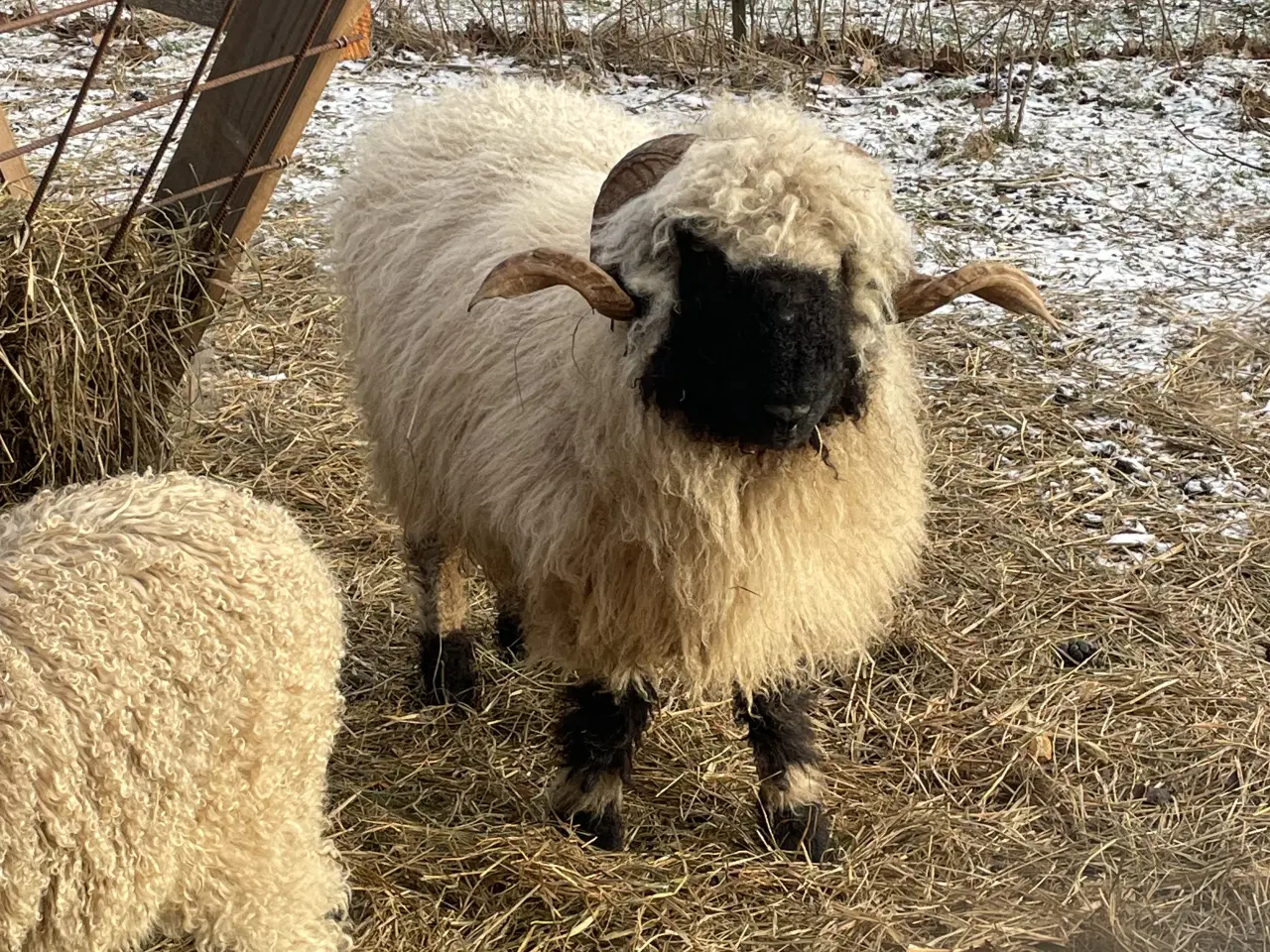 Billede 10 - Flot Valais Blacknose vædderlam 