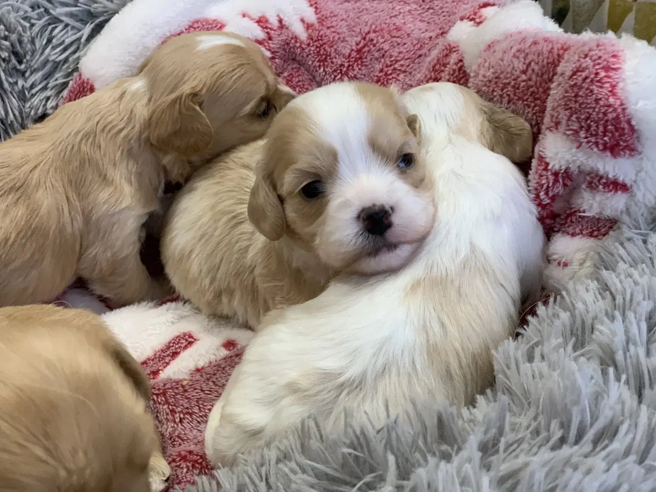 Billede 2 - Små fine cavapoo/ Maltipoo babyer