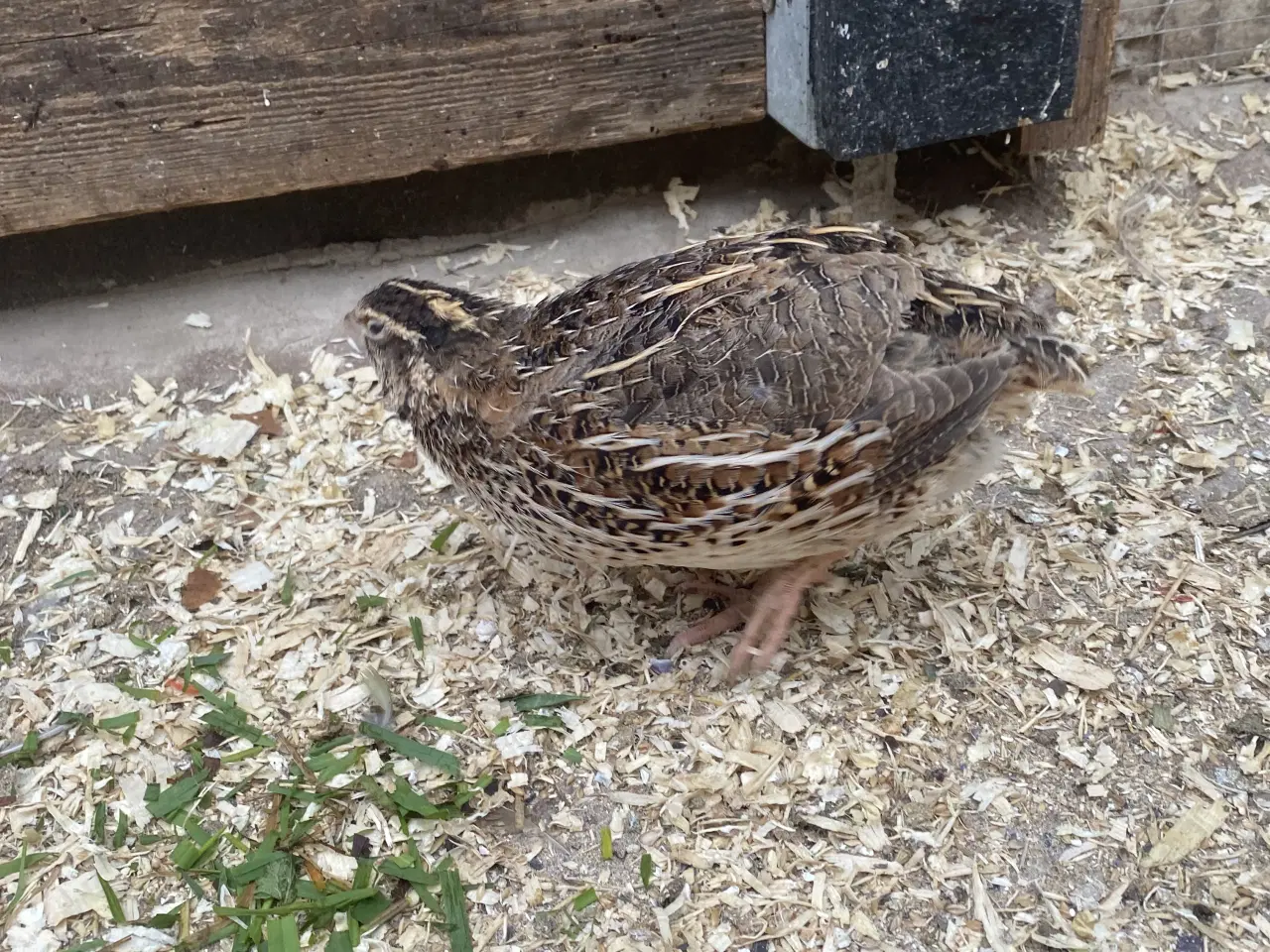 Billede 4 - JUMBO Vagtler KUN 50kr