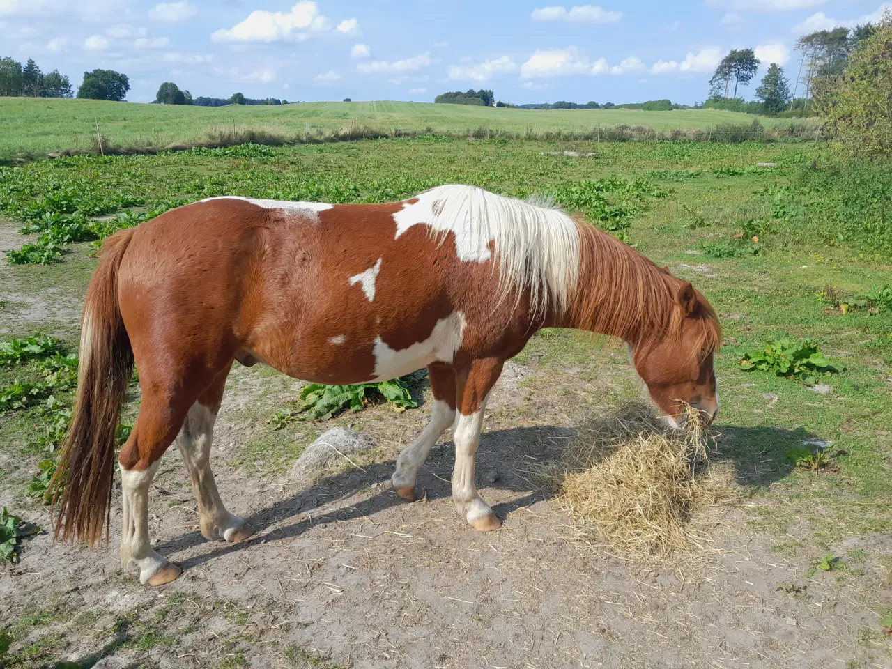 Billede 1 - Kat. 3 pony
