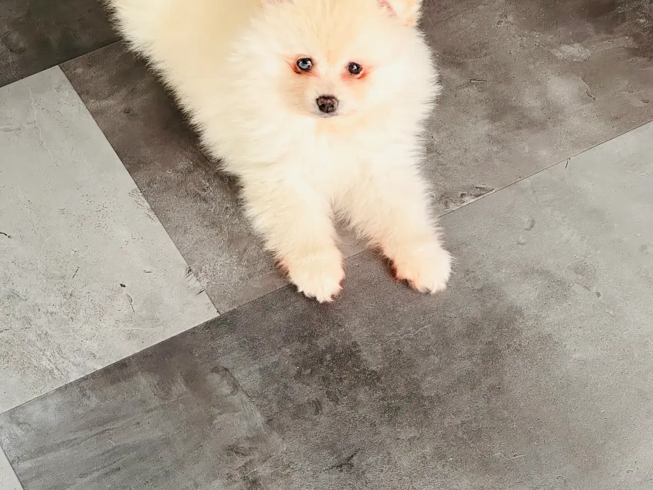 Billede 1 - Pomeranian 