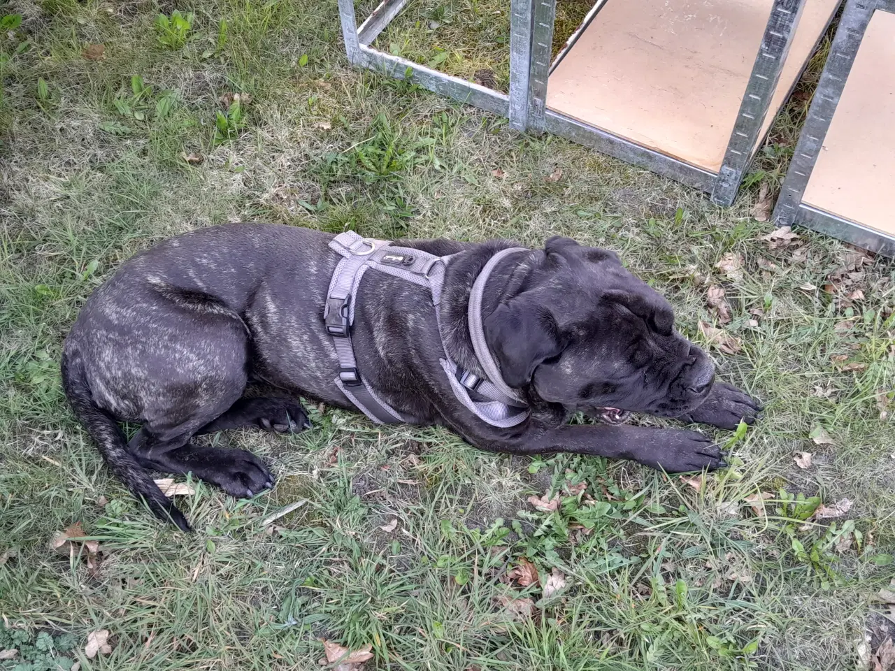 Billede 7 - Cane Corso Hvalpe Sælges. Læs helle teksten. 