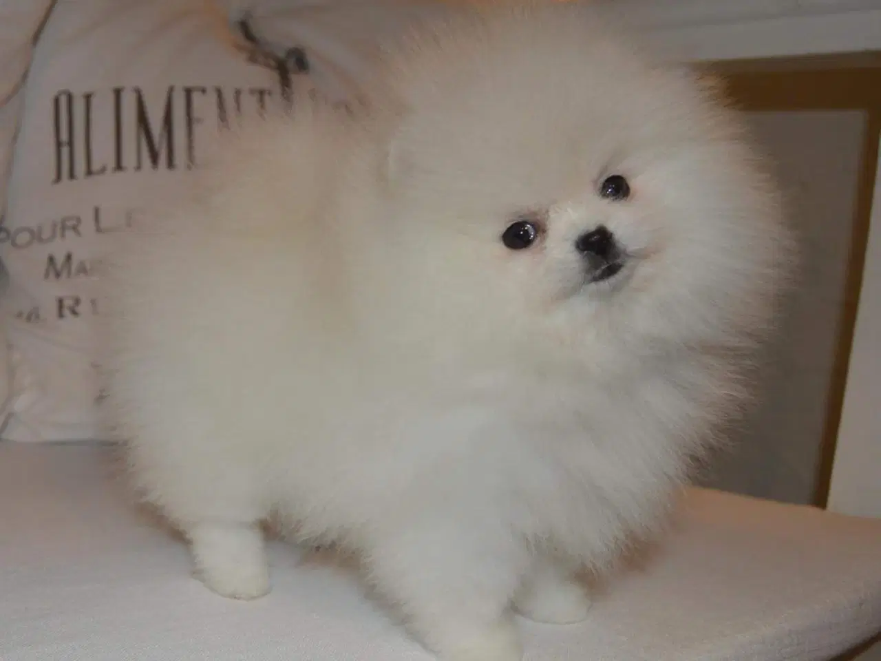 Billede 10 - Smuk Pomeranian tilbydes Avl