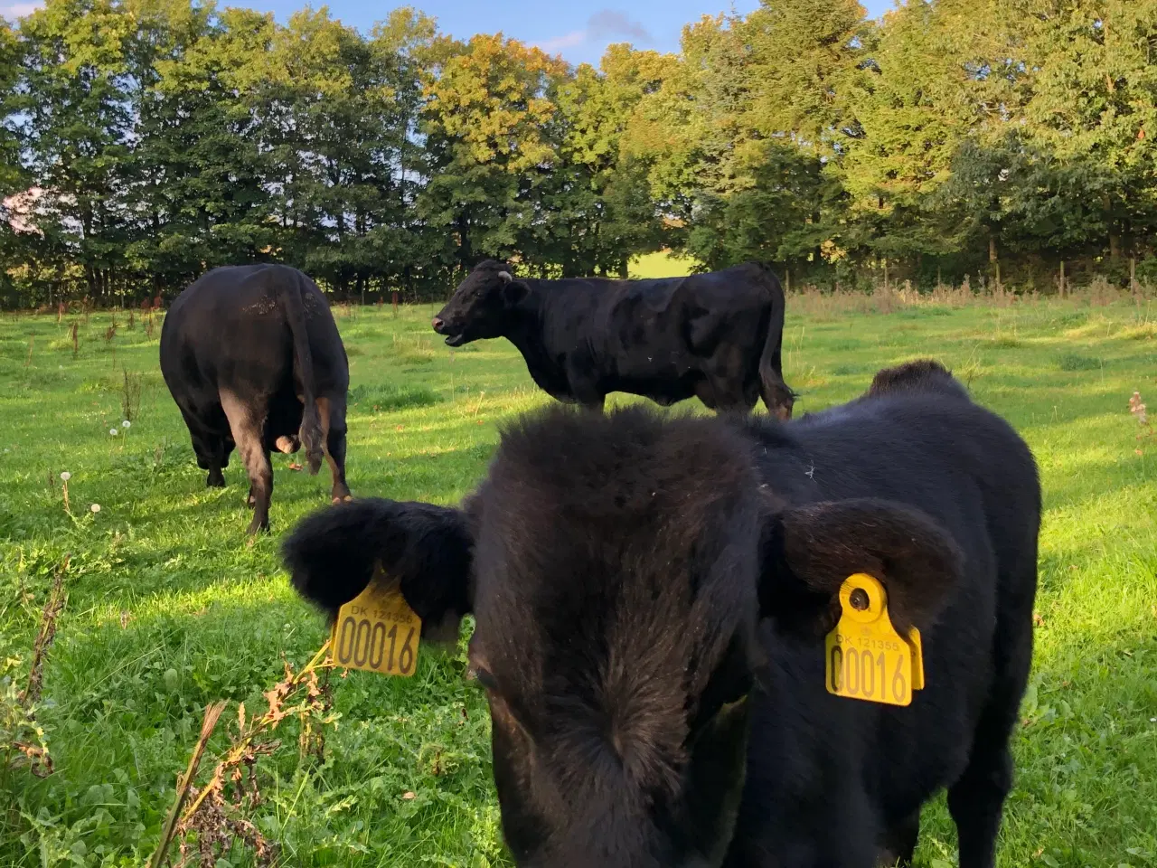 Billede 2 - Dexter tyr. 