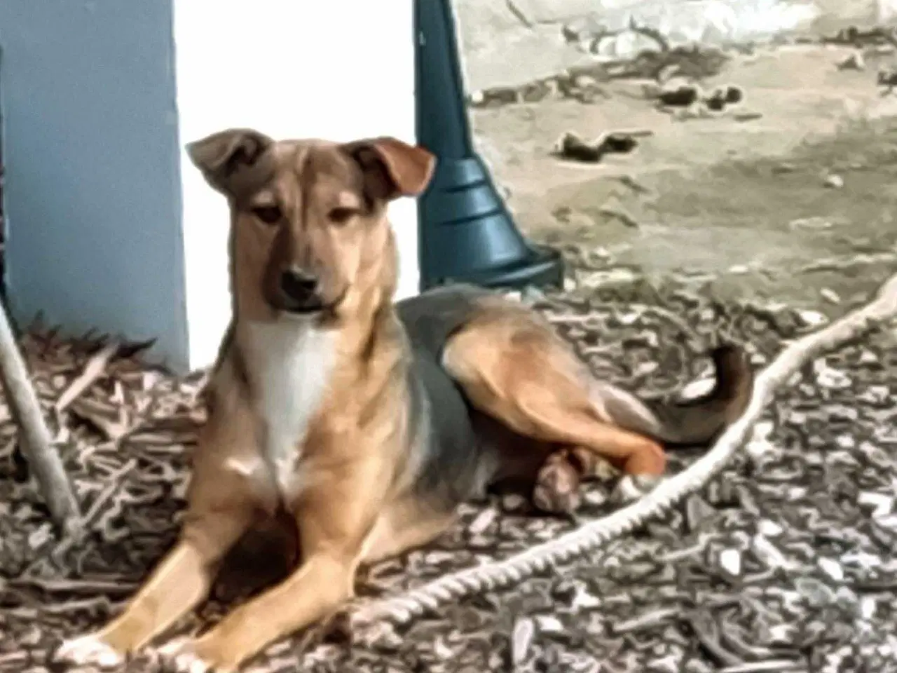 Billede 4 - Obi søger 4ever familie 🐾