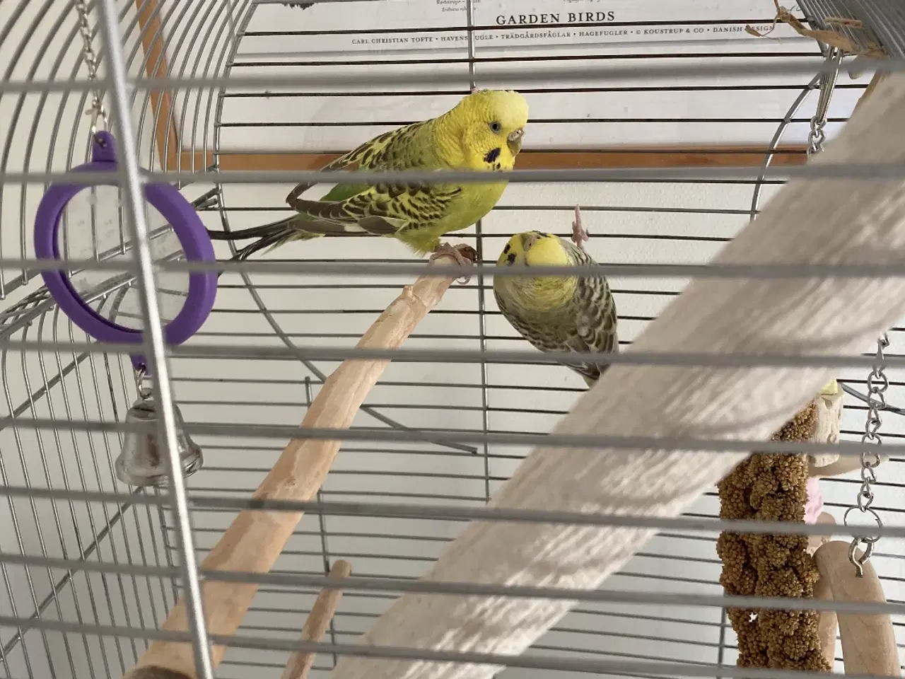 Billede 2 - Undulater 2 stk