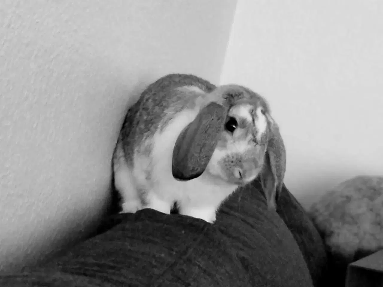 Billede 1 - Sød dværg vædder + tilbehør 