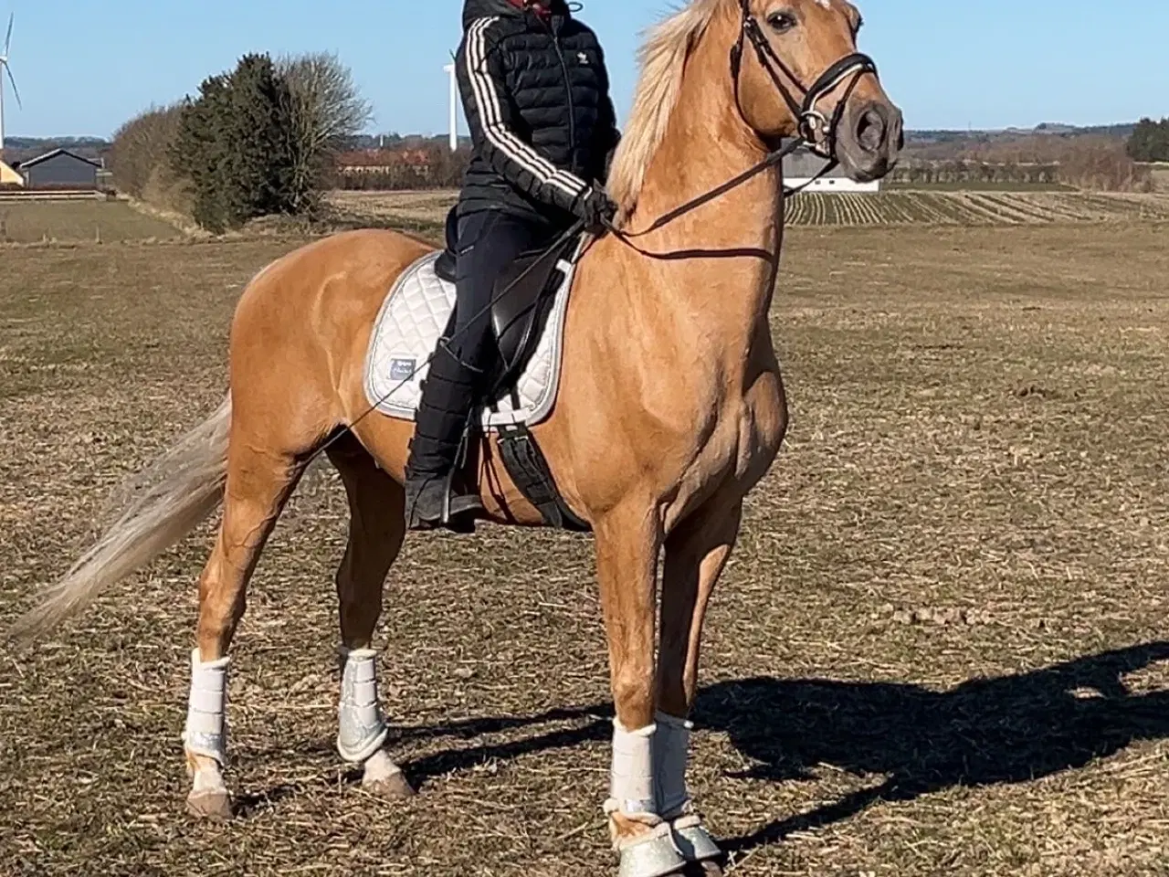 Billede 5 - Bedækning ved kåret og avlsgodkendt palomino hings