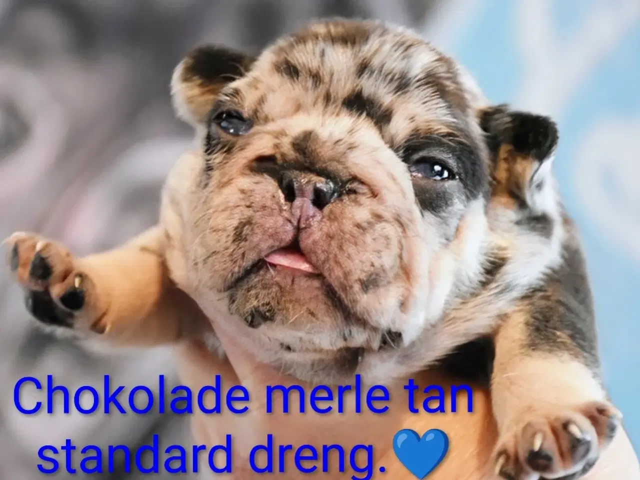 Billede 2 - Fransk bulldog hvalp. NEDSAT!