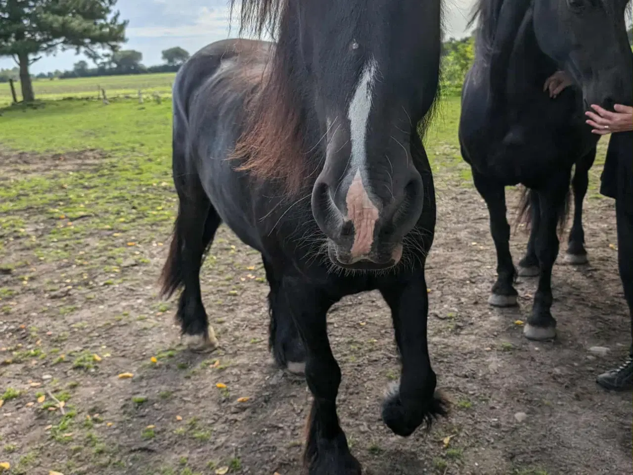 Billede 3 - Frieser/Irish Cob Vallak