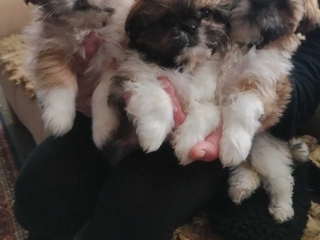 Billede 2 - Tre smukke SHIT TZU...🥰🥰🥰