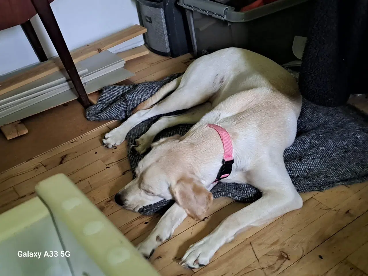 Billede 3 - Labrador 