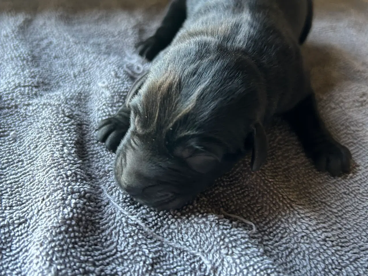 Billede 4 - Labrador hvalpe sælges