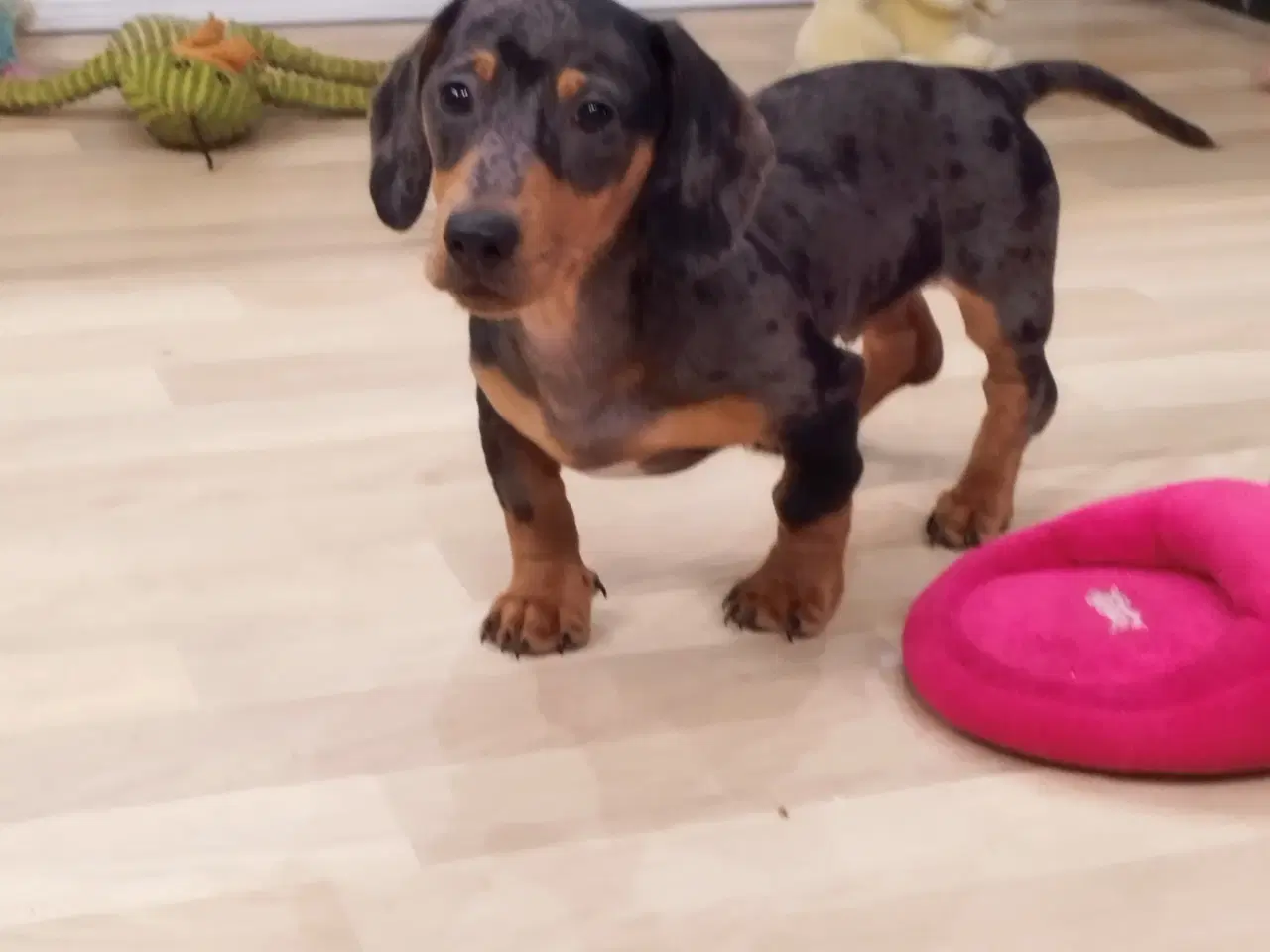 Billede 3 - Gravhundehvalpe korthåret Merle farvet