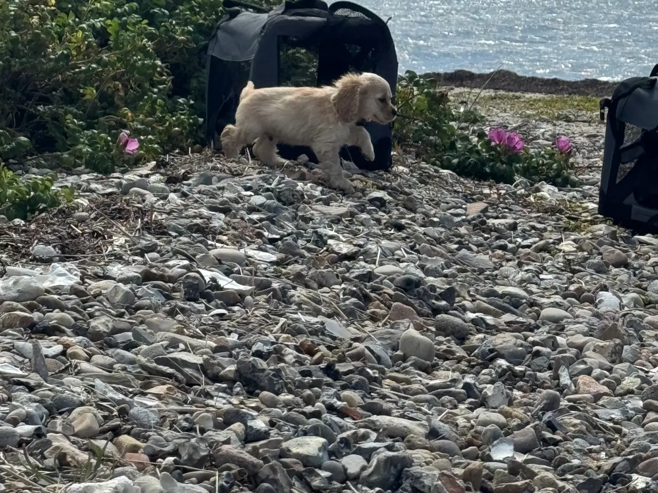 Billede 14 - Rejseklar 🧳 Skønne Amerikanske Cockerspaniel 