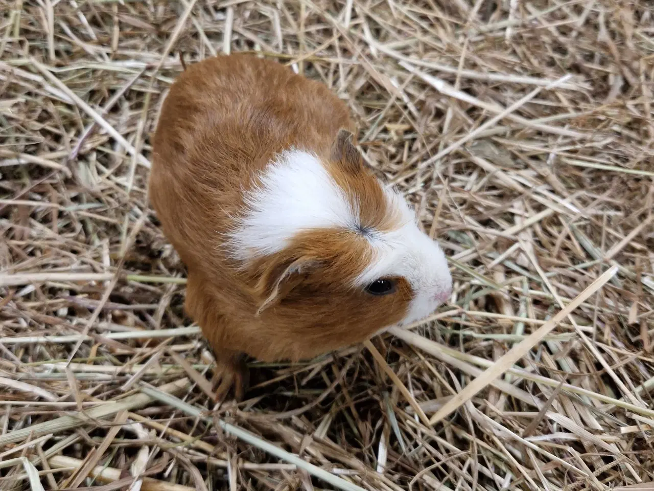 Billede 4 - Marsvin han unge