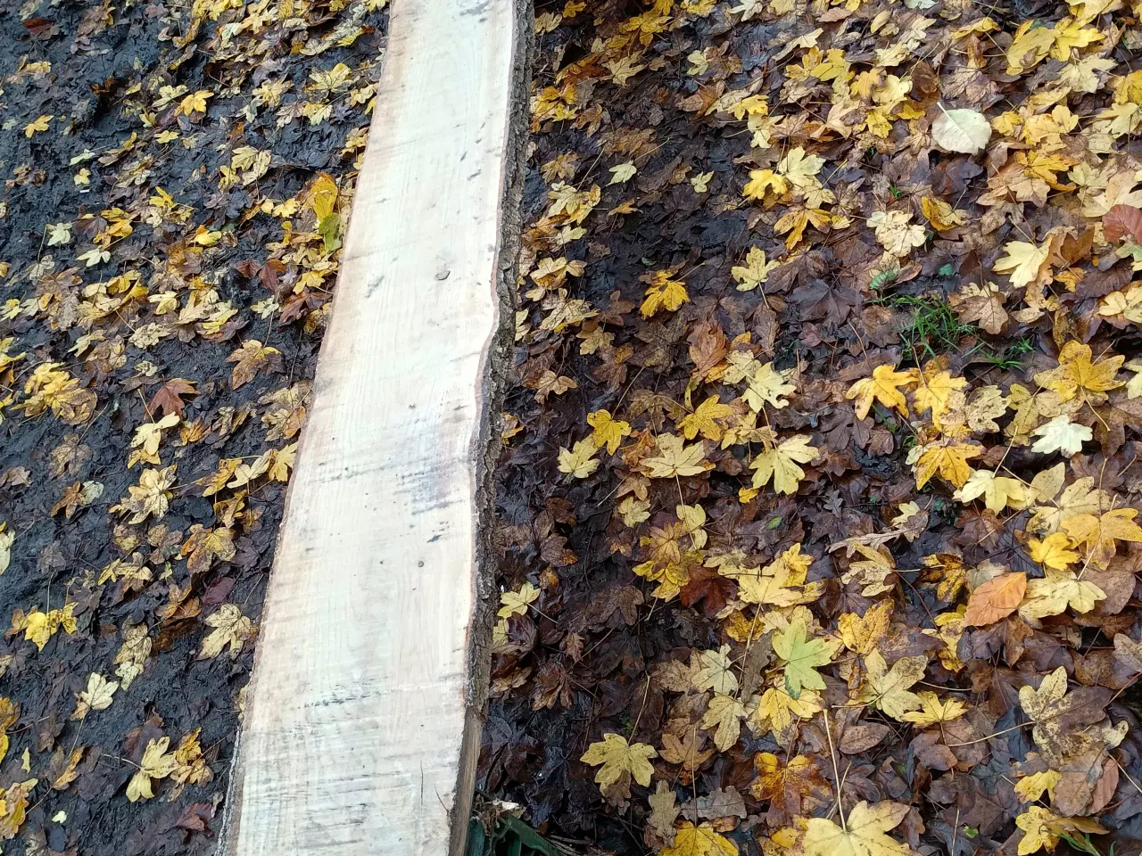 Billede 5 - Egetræs brædder