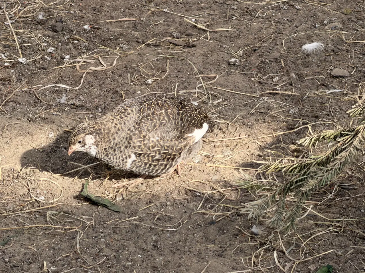 Billede 11 - Vagtel rugeæg 