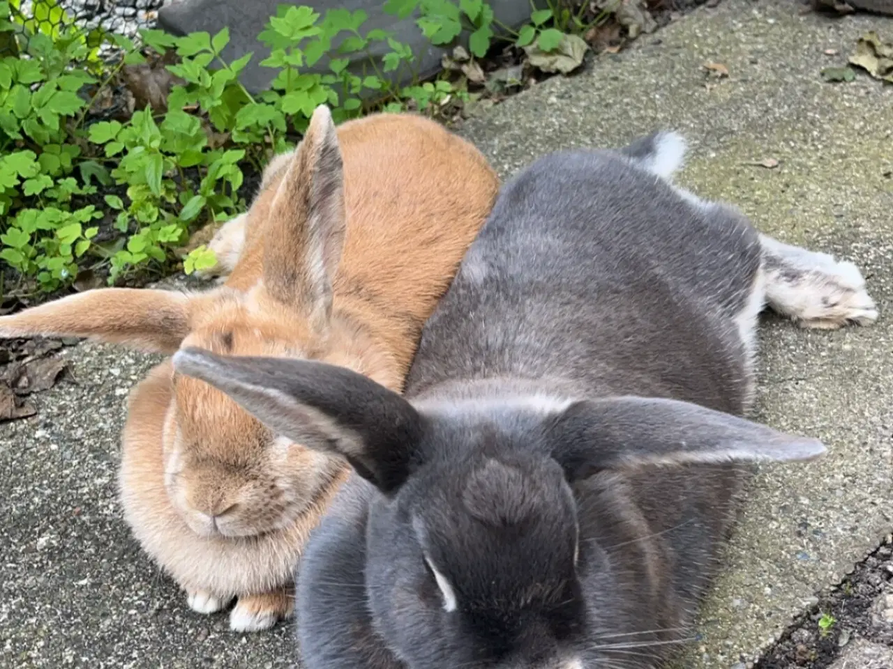 Billede 1 - 2 søde kaniner søger nyt hjem
