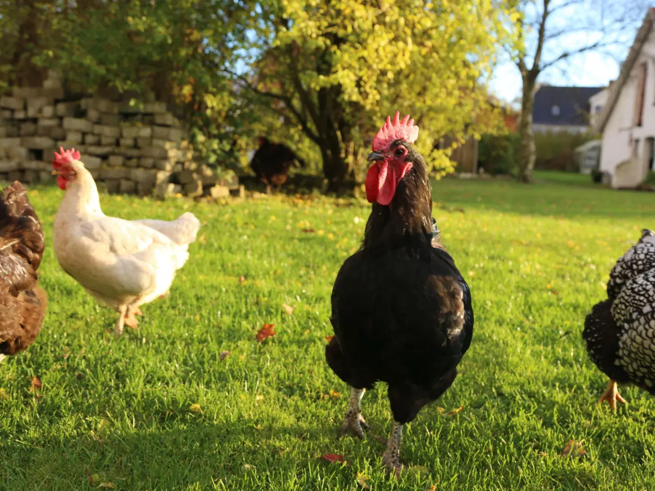 Billede 2 - Dejlig hønseflok, primært Australorps,mv