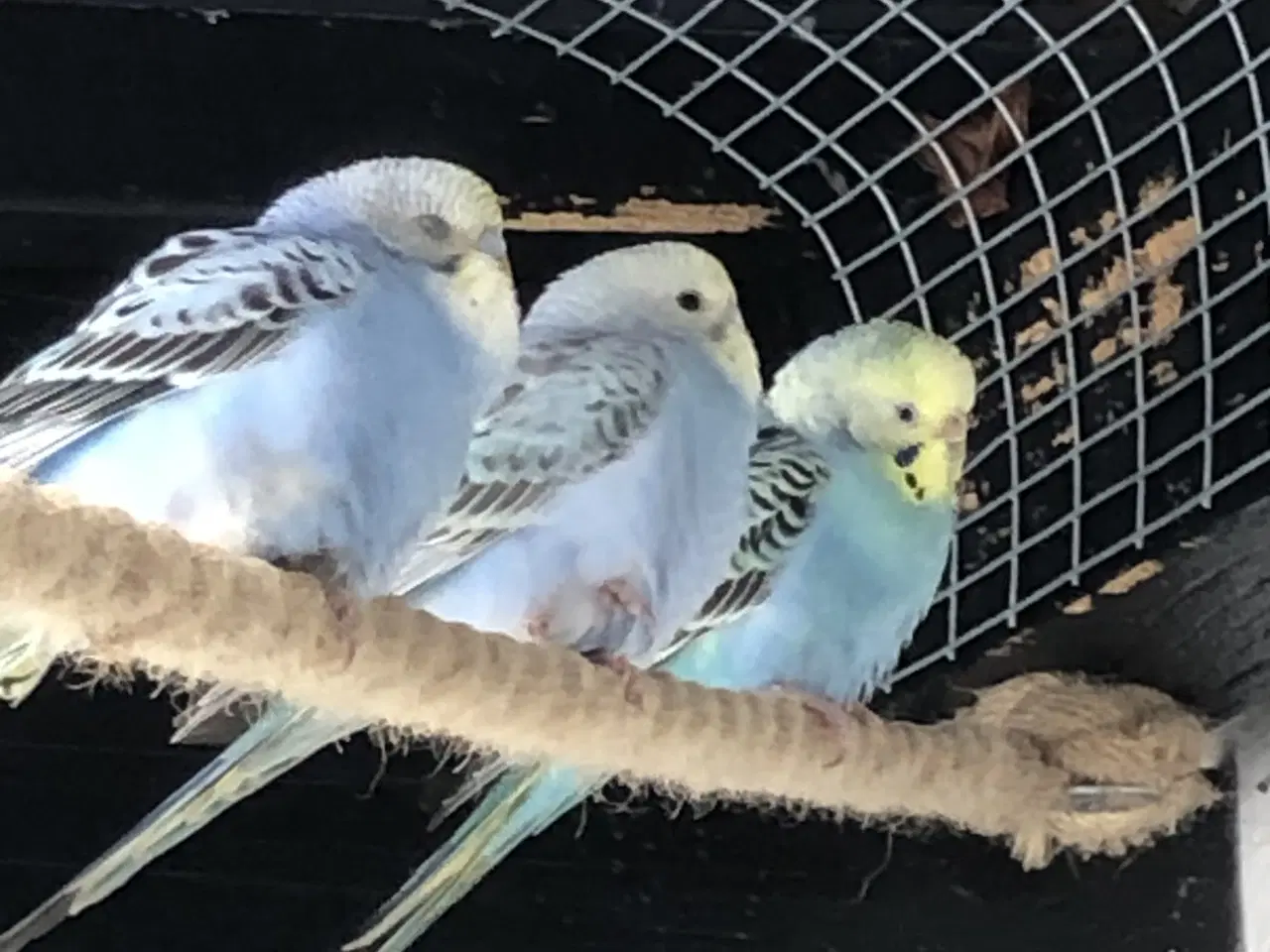 Billede 4 - Blå Undulater