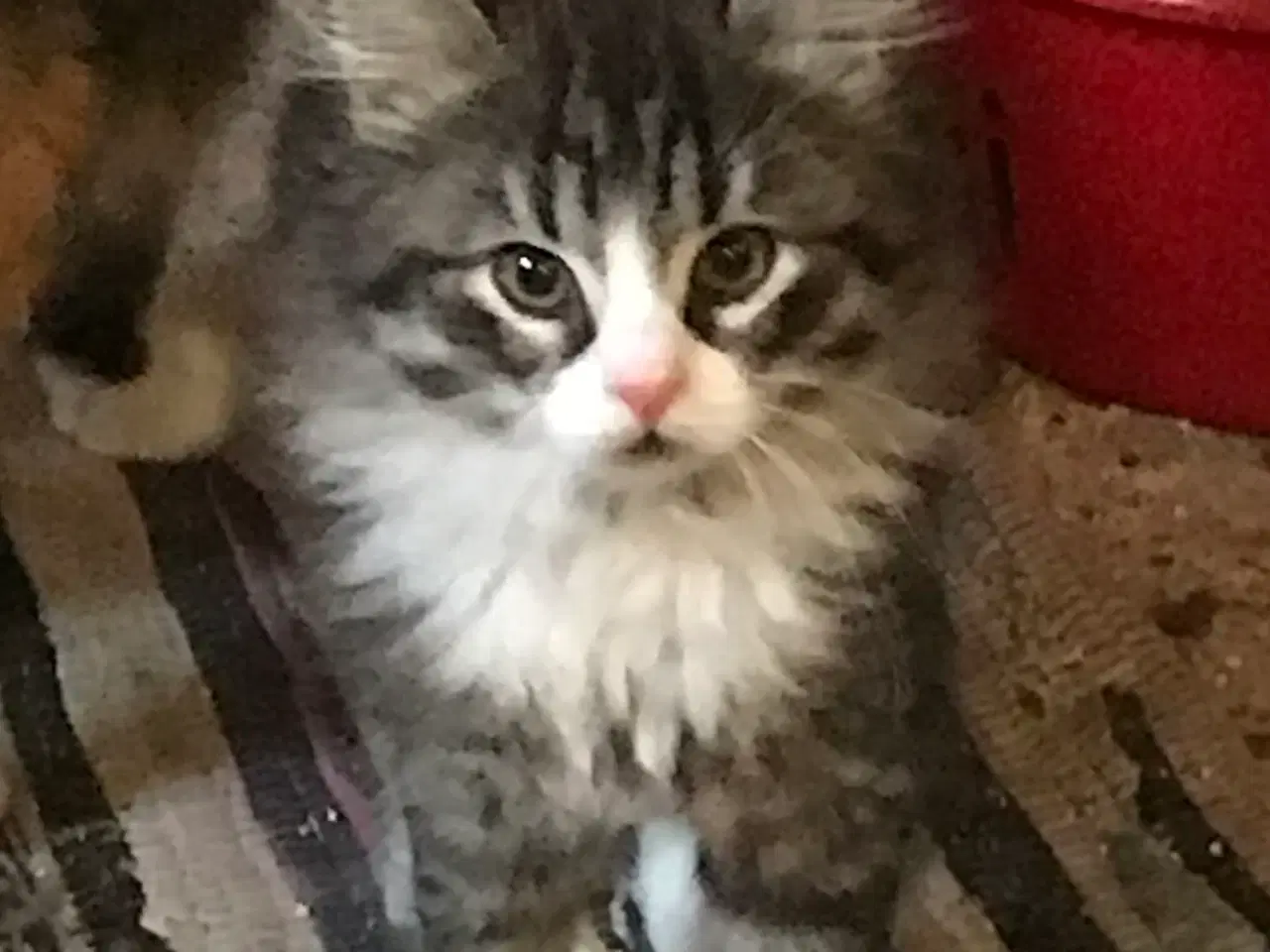 Billede 1 - Lækker han