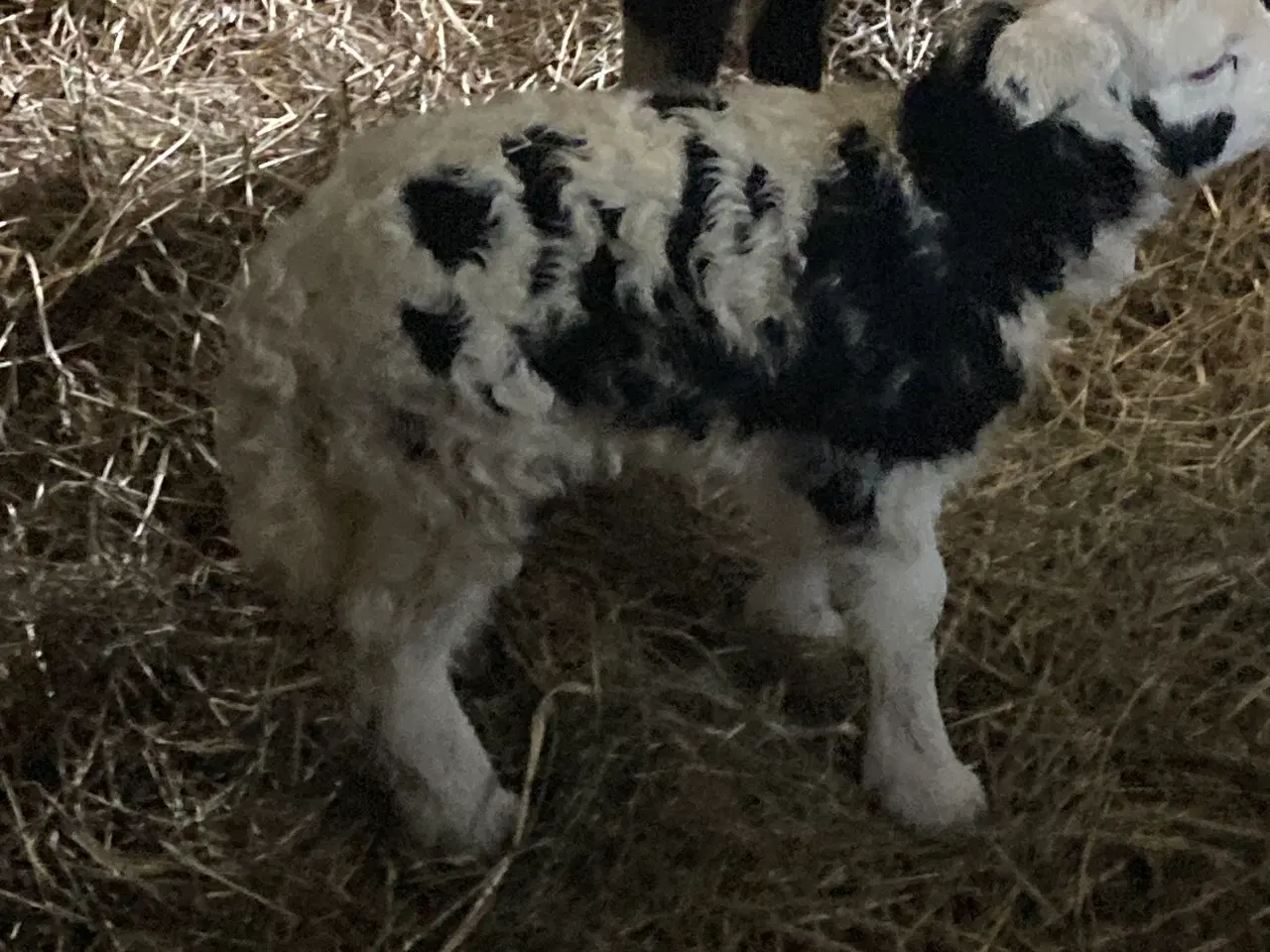 Billede 5 - Jacobs får gimmer lam