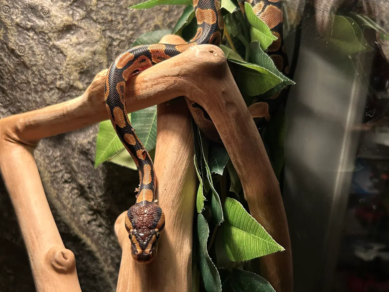 Billede 1 - Ball python 