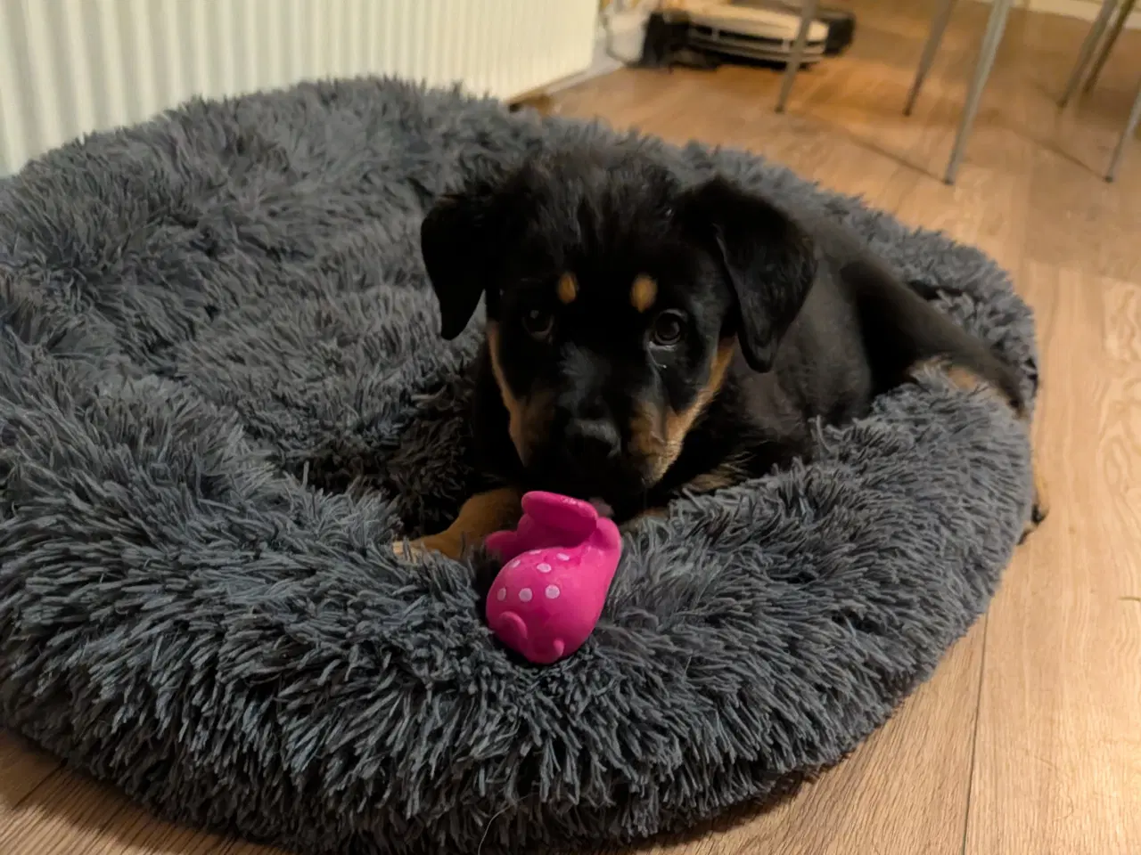 Billede 2 - Labweiler tæve