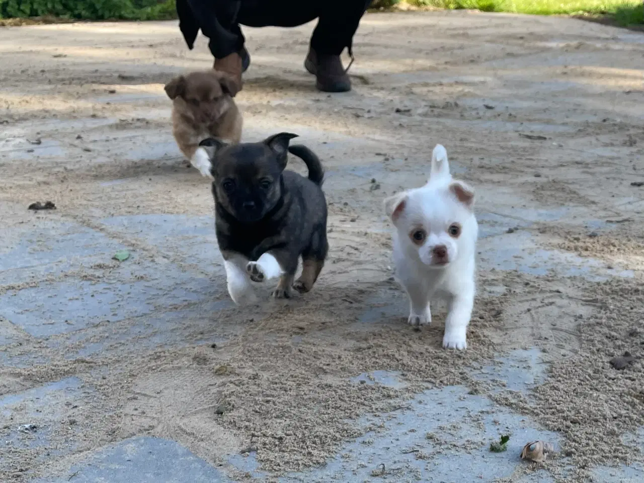Billede 12 - Chihuahua hvalpe