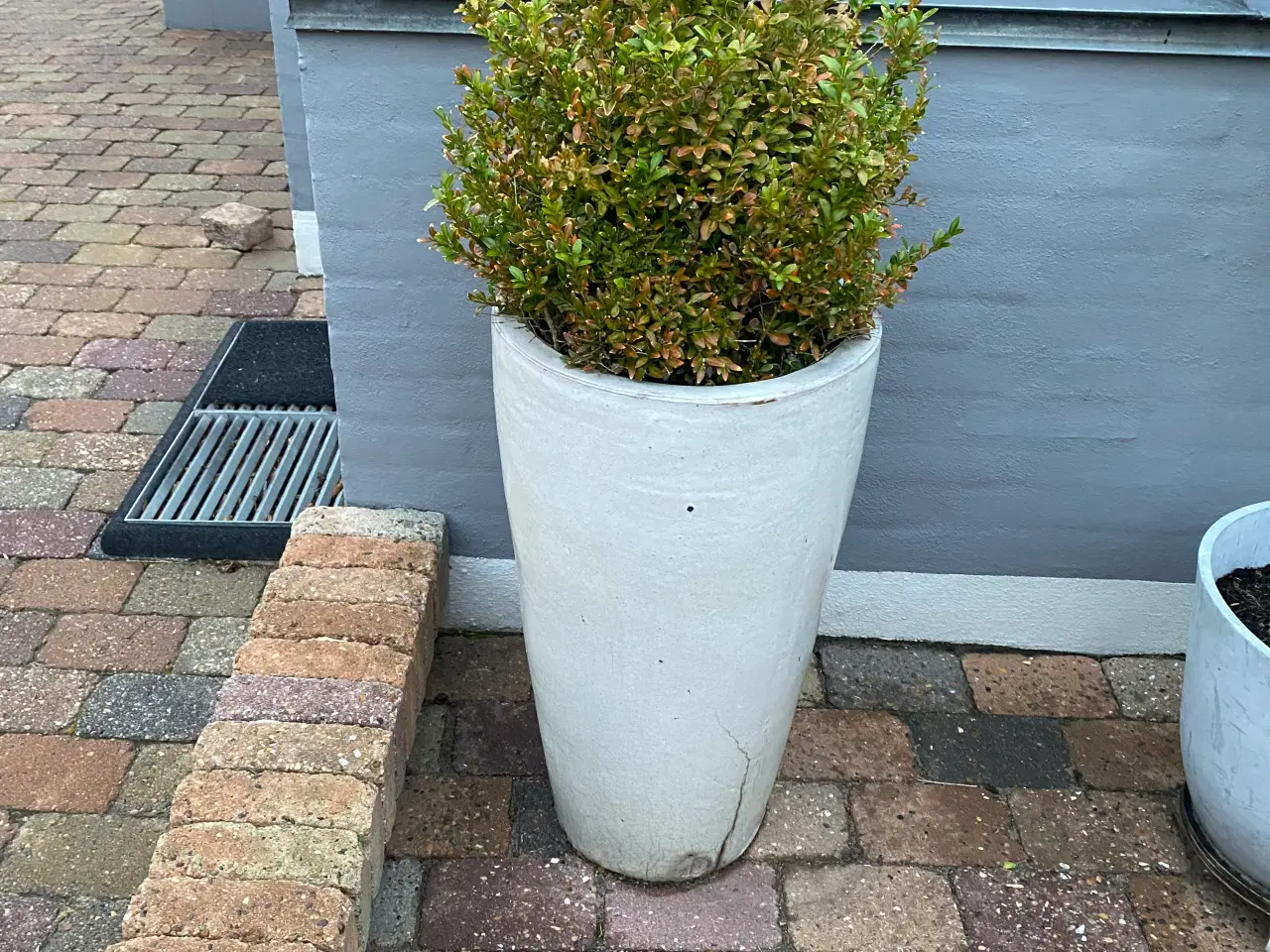 Billede 4 - GRATIS - krukker kan afhentes