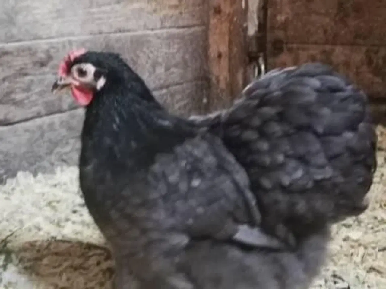 Billede 10 - Dværg kochin 