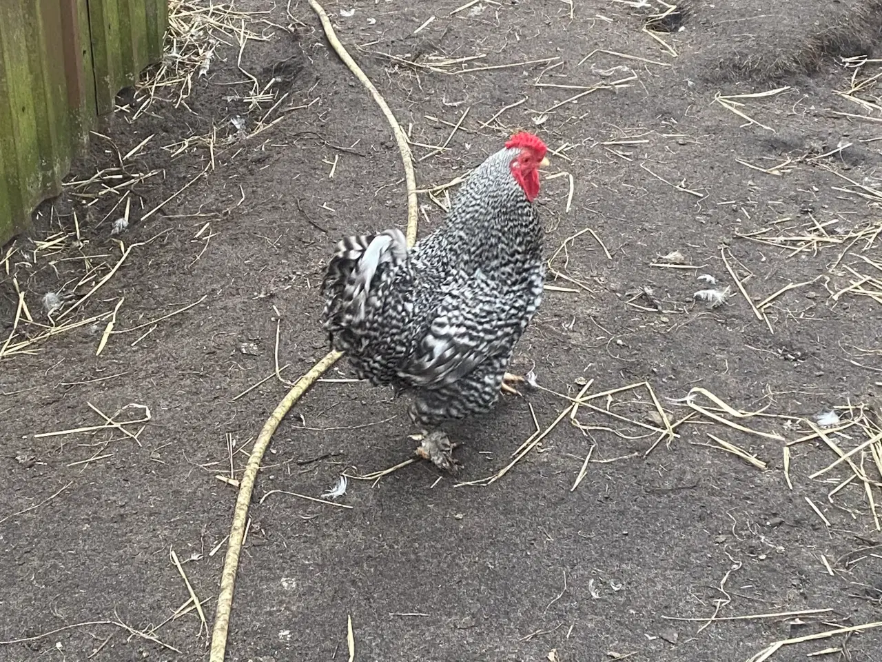 Billede 1 - Kochin dværghøns
