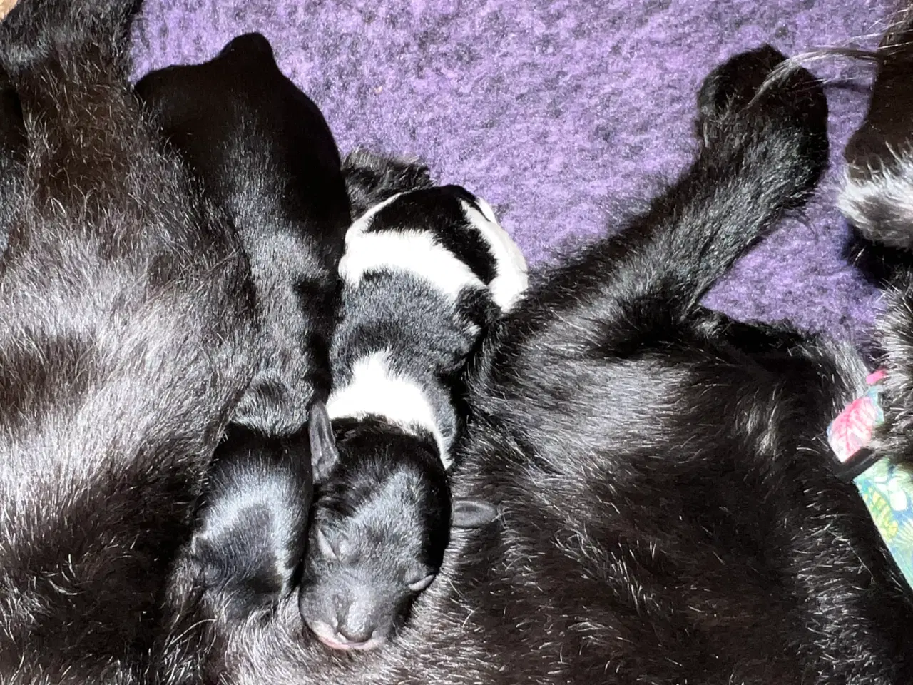 Billede 10 - Dværgpuddel blanding, foxpuddel, hvalpe