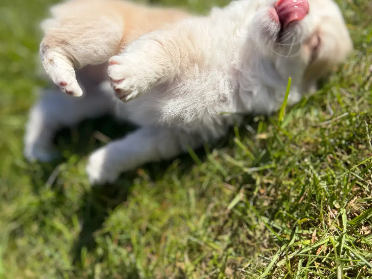 Billede 6 - Chihuahua tæve biege favn flytteklar