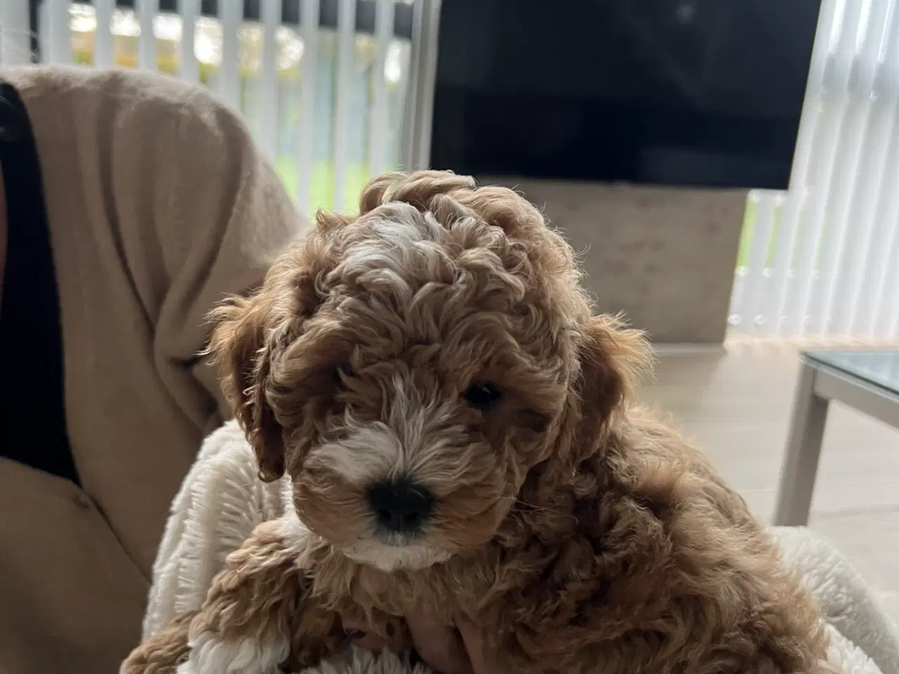 Billede 4 - 🐩 Små dværgpuddelhvalpe søger nye kærlige hjem 🏡