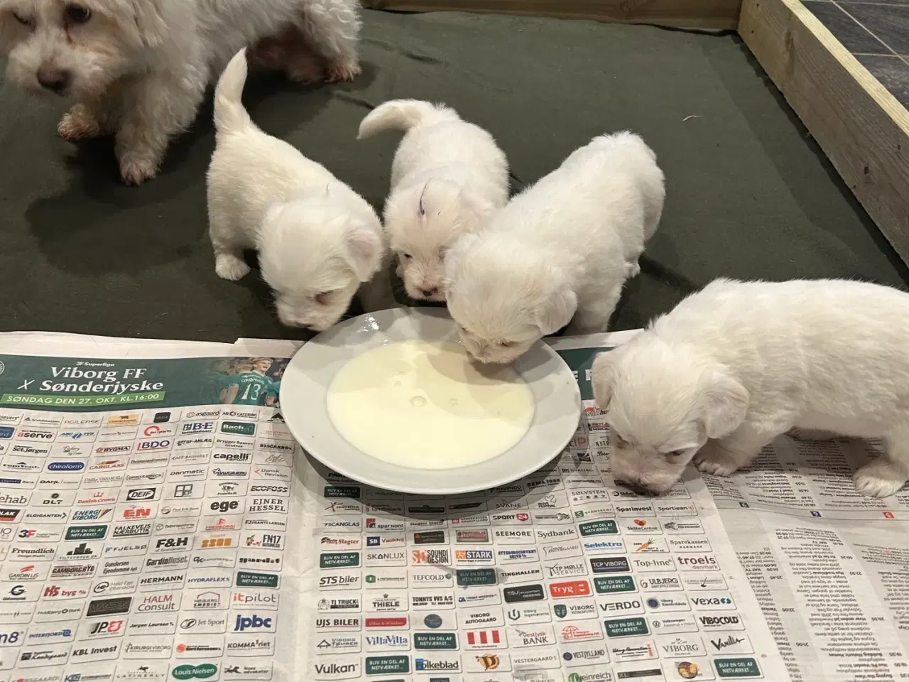 Billede 3 - Bomuldshund- Coton de Tulear