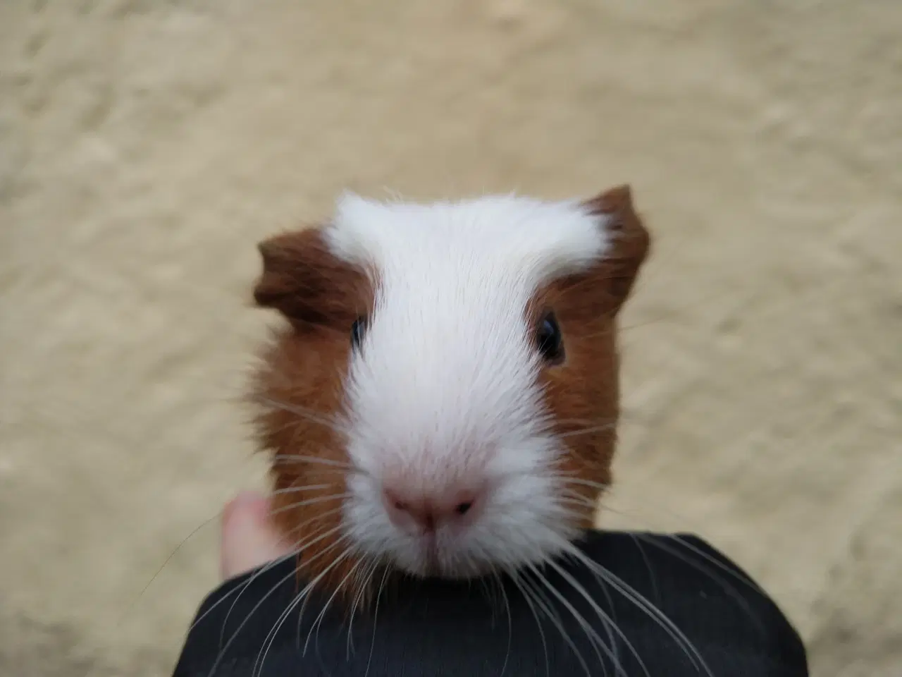 Billede 1 - 2 søstre, små unger 