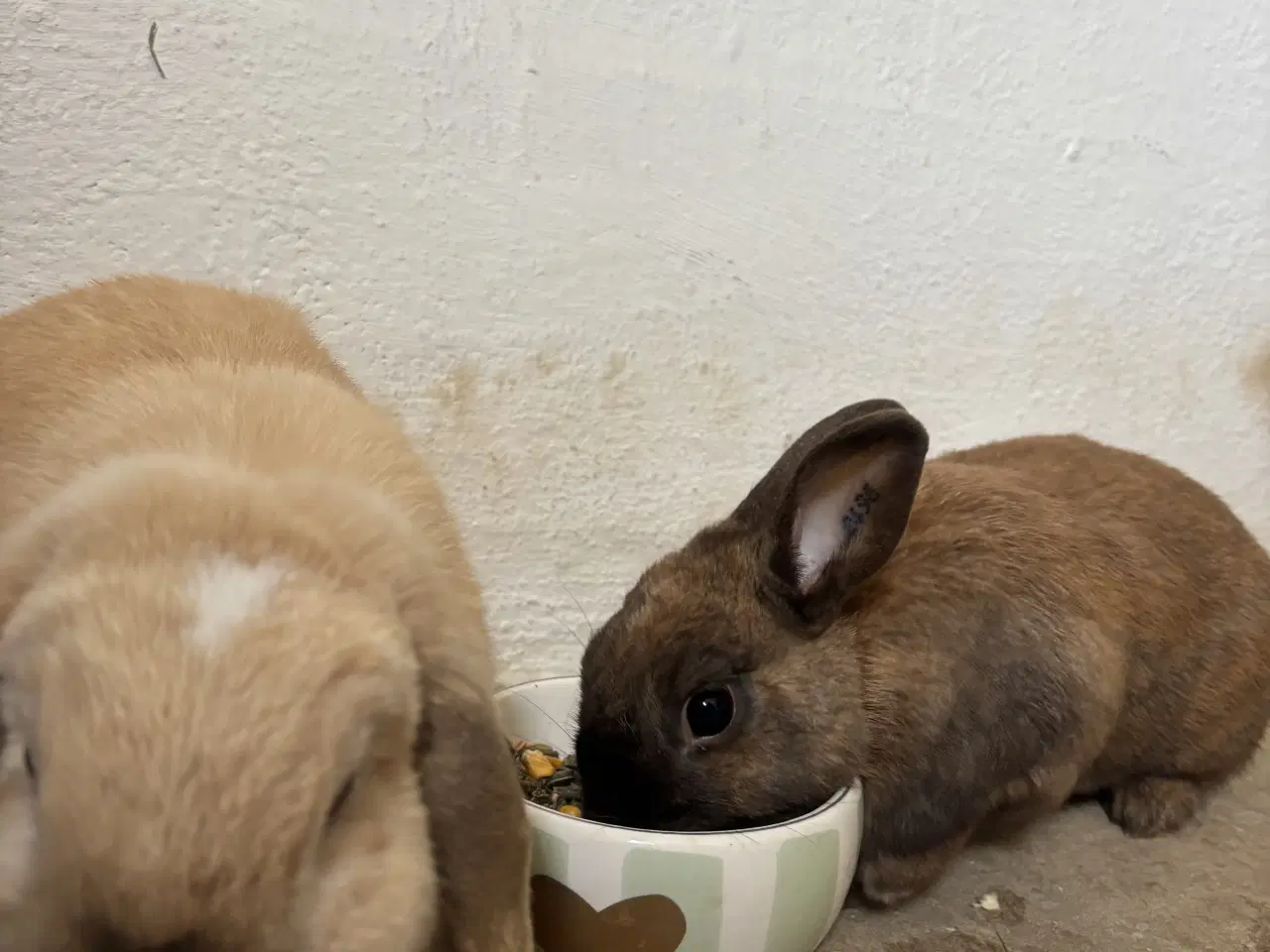 Billede 1 - To søde kaniner søger nyt og kærligt hjem 🐰