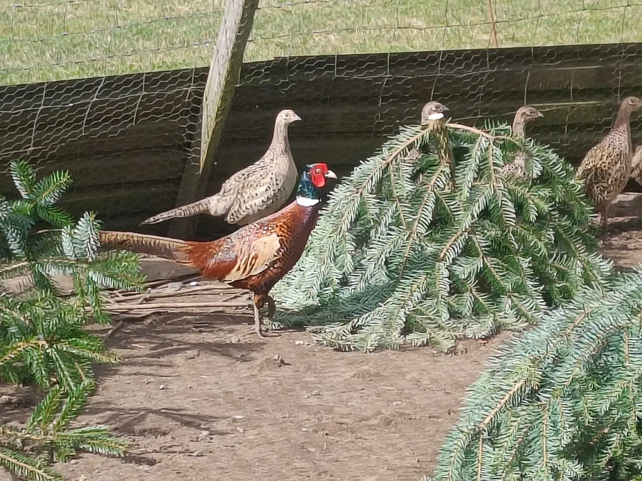 Billede 1 - Jagt fasan