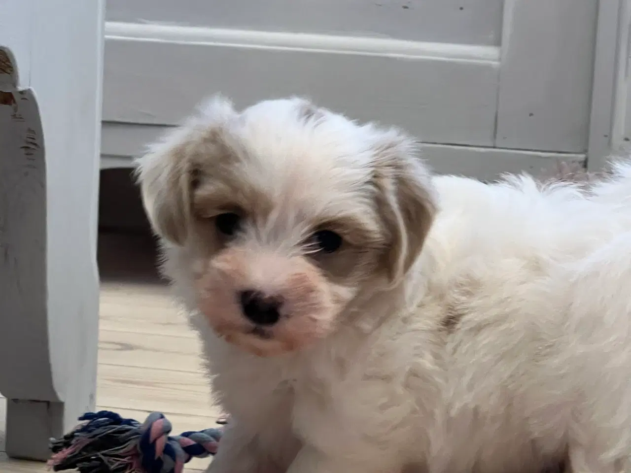Billede 8 - Sødeste Bichon Havanais 
