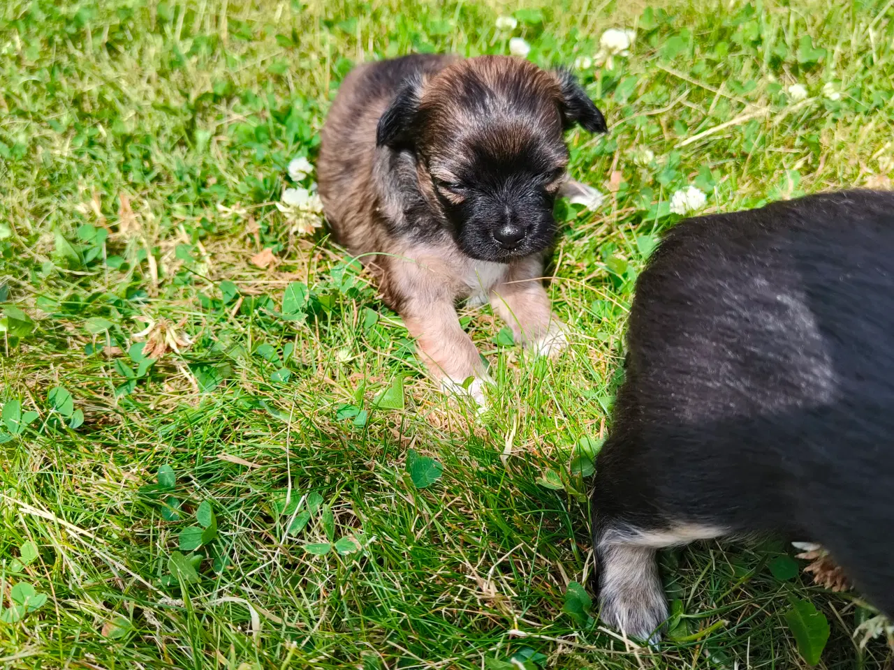 Billede 9 - Langhårede Chihuahua hvalpe 