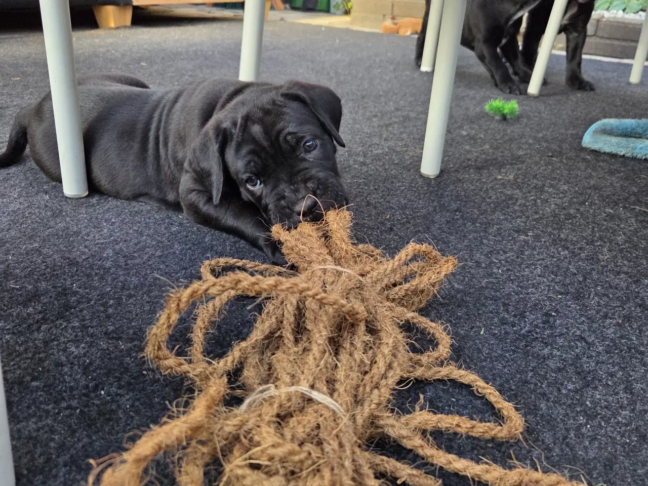 Billede 9 - CaneCorso hvalpe