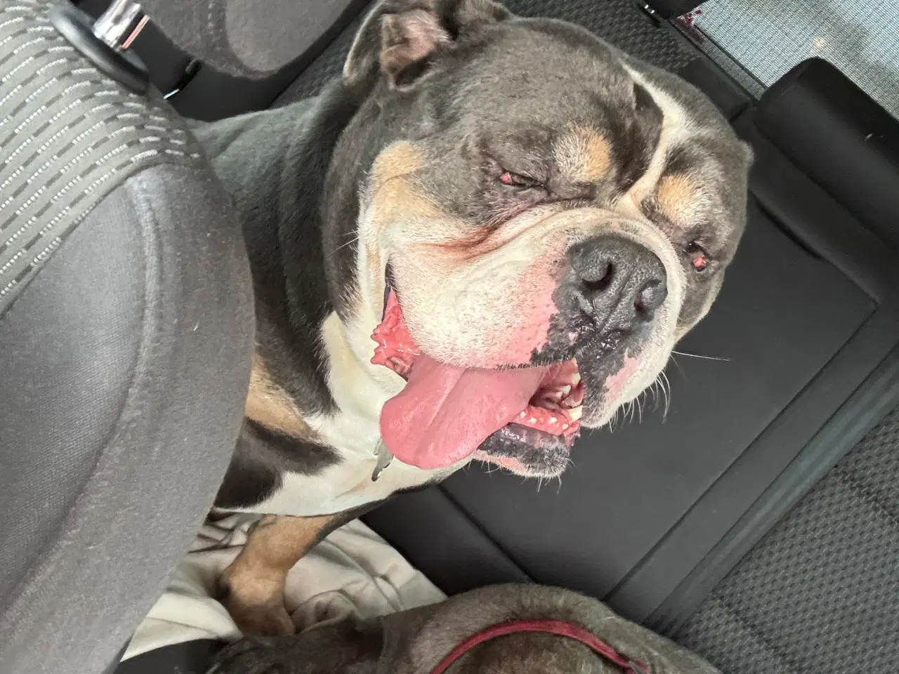 Billede 2 - 2 Old English Bulldog