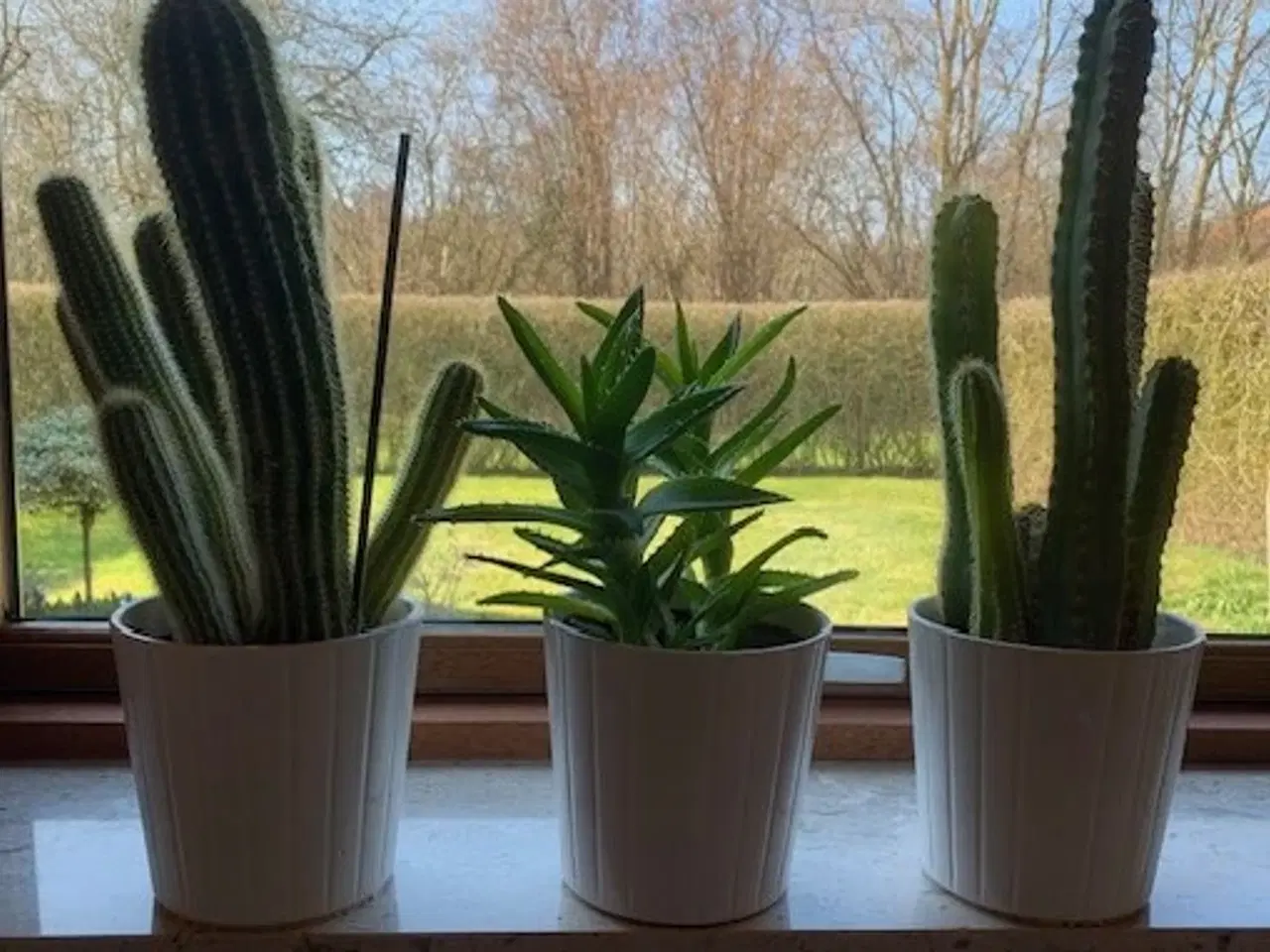 Billede 1 - 3 stk høje kaktusser inkl. hvide urtepotteskjulere