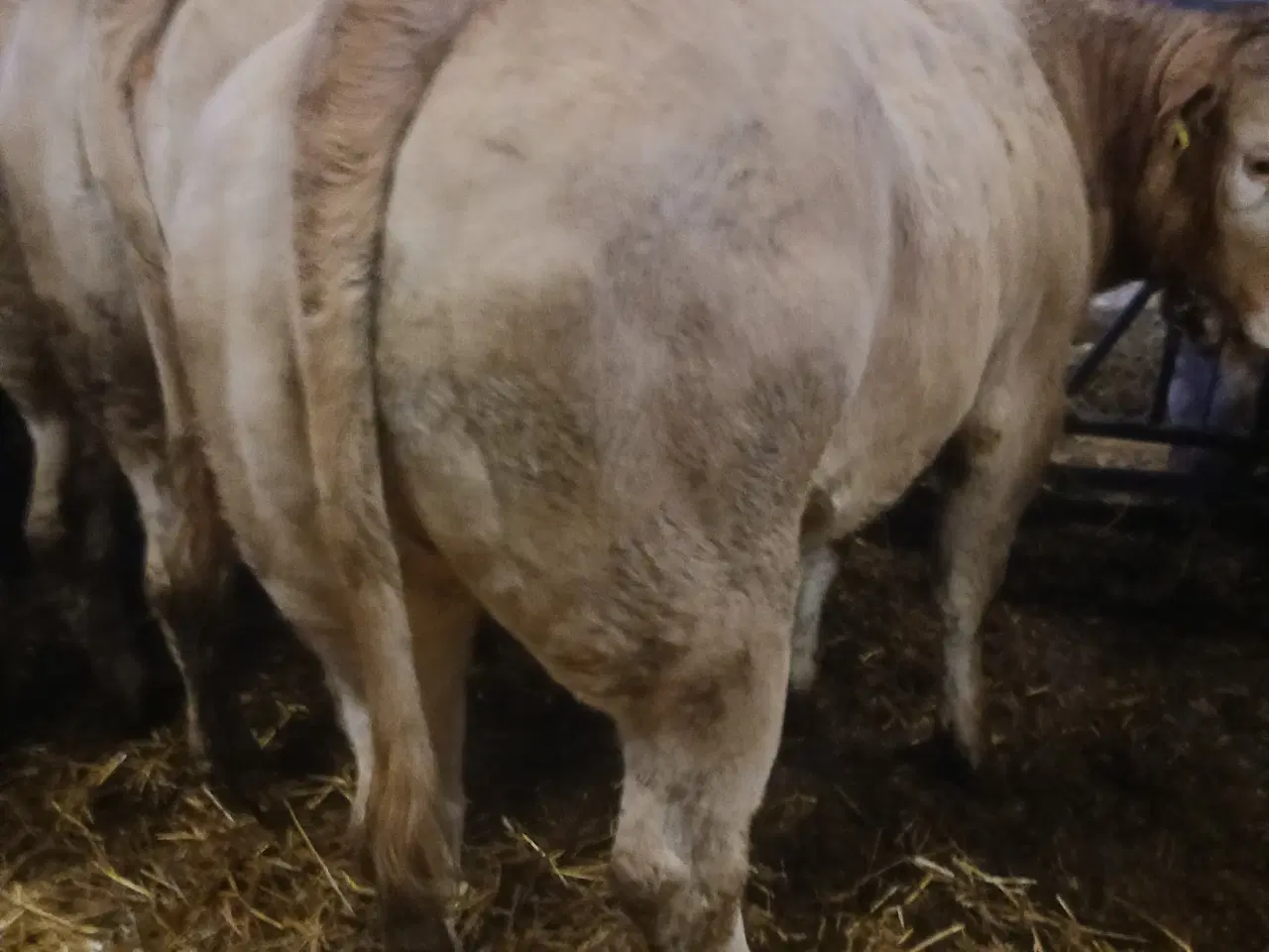 Billede 3 - Blonde kvier 