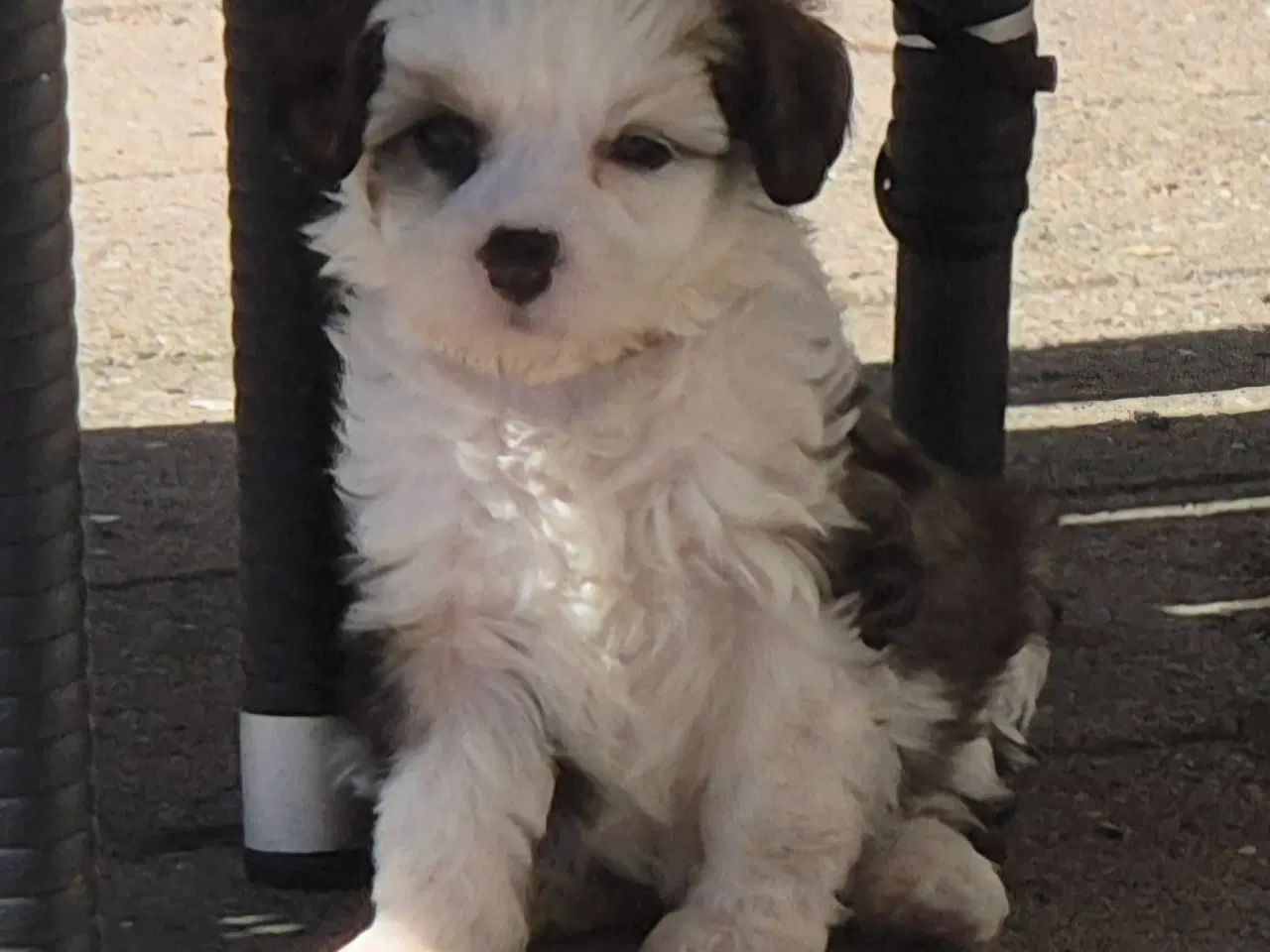 Billede 7 - Hunde hvalpe