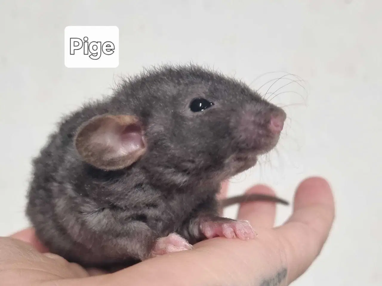 Billede 4 - Dumbo rotteunger